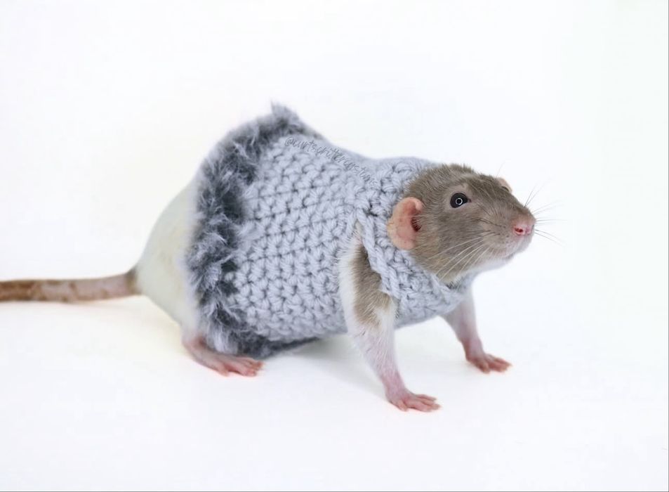 Декоративні щури різніх порід