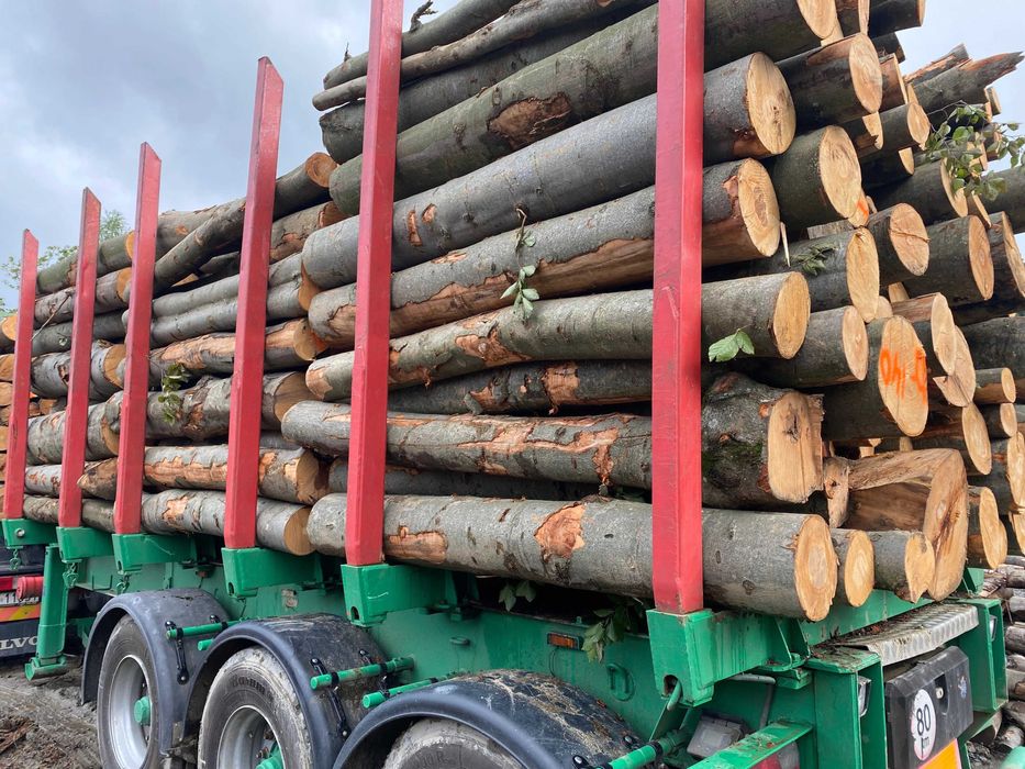 Drzewo opałowe / Drewno kominkowe / Opał / Drzewo