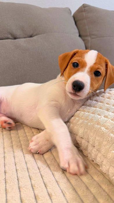 Super Jack Russell Terrier!