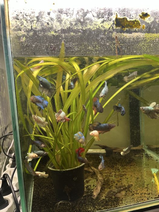 bojownik wspaniały samce, samiec bojownika młode