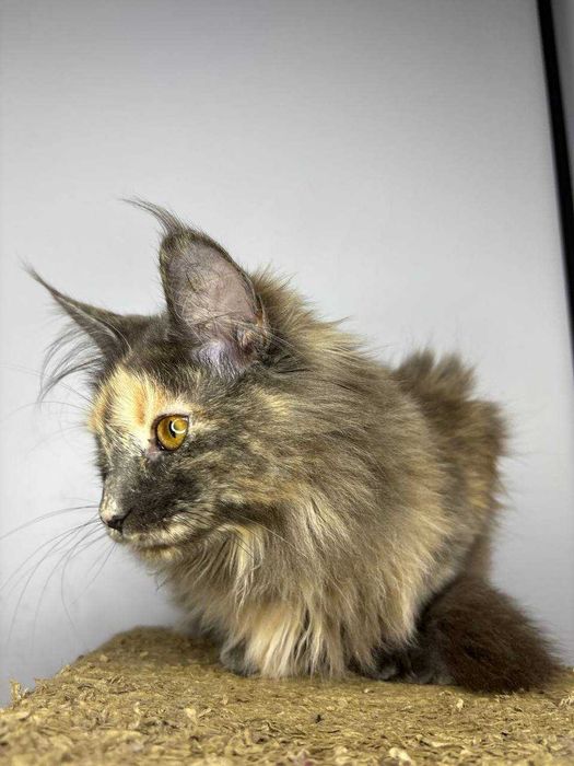 Мэйн-кун девочка черепаховое окраска • документы WCF