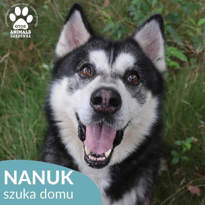Nanuk szuka domu!