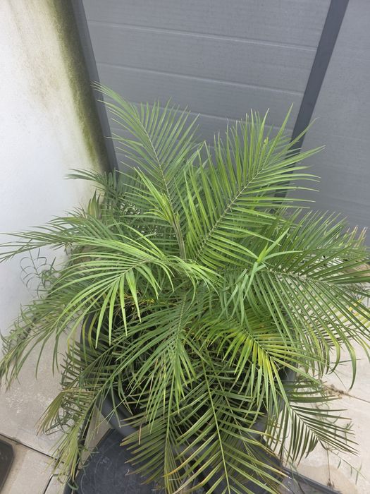 Palmeira Fénix-Anã (Phoenix roebelenii) + Vaso Moderno Preto 250 L | Grande Porte | Terraço/Jardim