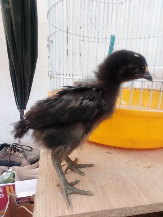 Disponíveis pintinho de Jersey gigante  negro e trio adulto Jersey gigante negro e azul