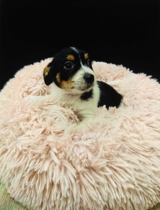 cão bebe porte pequeno