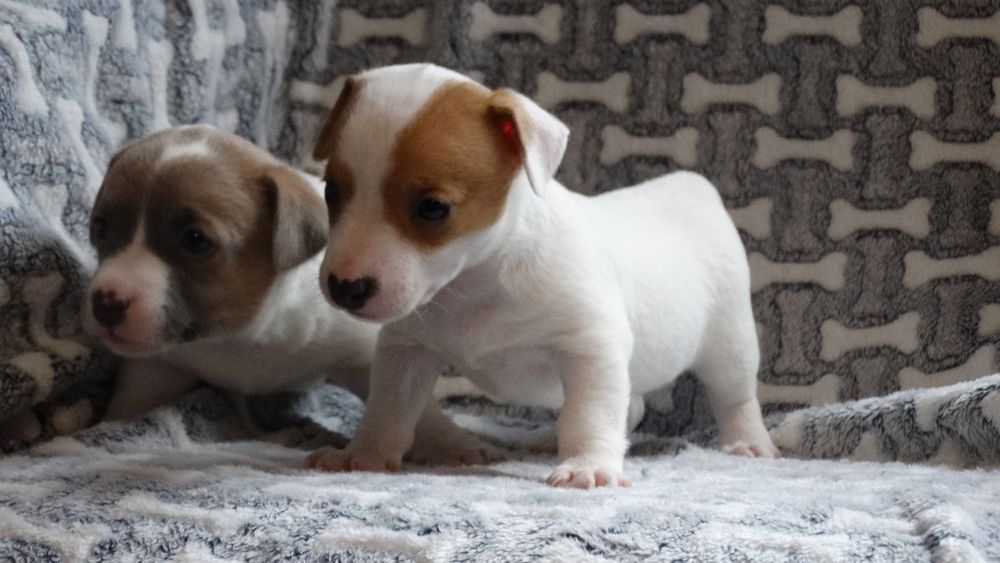 Jack russell Terrier