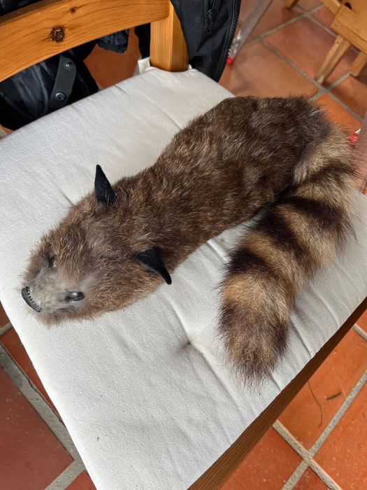 Tricky the Fox spring animal magic prop