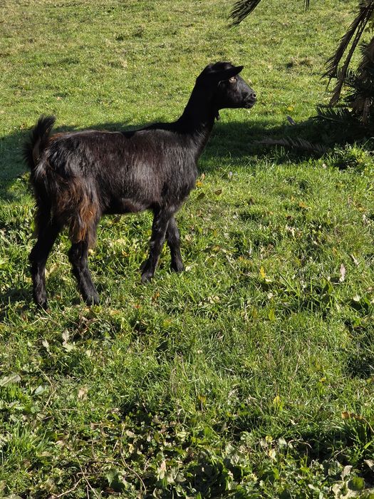 Vendo 3 cabras mochas