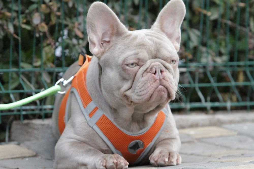 Bulldog frances isabella new shade solido  para montas