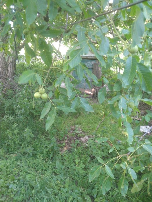 Продам будинок в селі Клепачі Полтавської обл Лубенського району