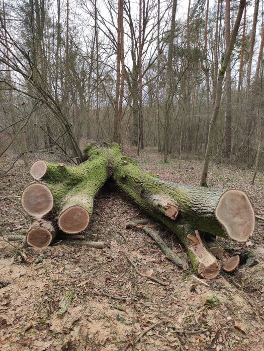 Dąb na sprzedaż.
