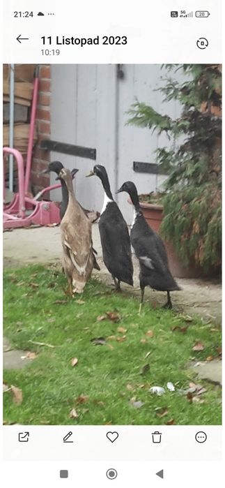 Sprzedam 30 jaj kaczek biegusów