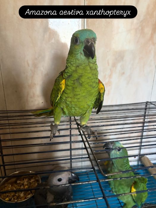 Amazona aestiva xanthopteryx