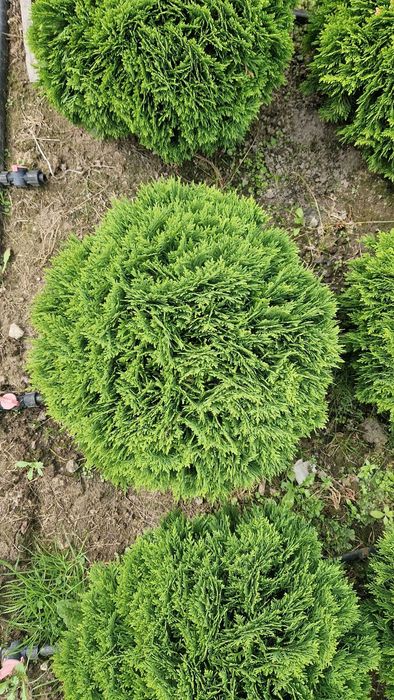 Tuja DANIKA,Thuja Occidentalis DANICA, średnica ok. 50 cm
