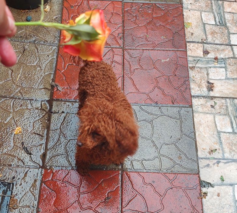 Вязка с 25 см. той-пуделем