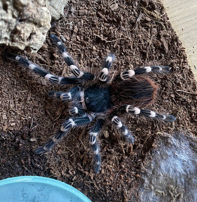 Ptasznik białokolanowy Acanthoscurria Geniculata wraz z terrarium
