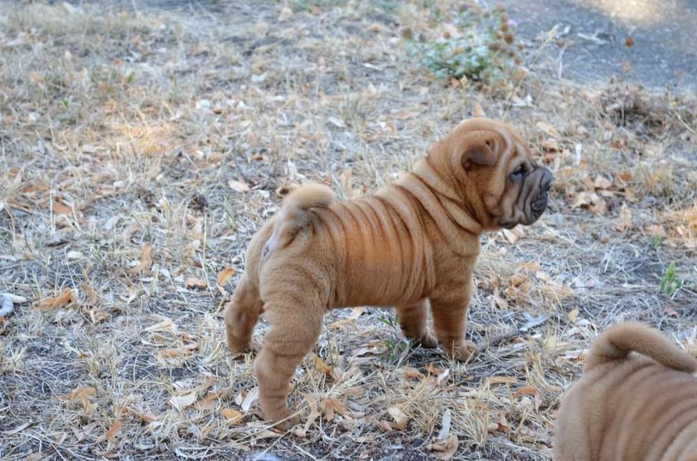 Бронирование шарпей мальчики и девочки
