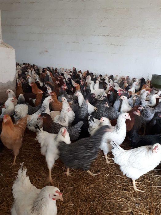 Kury nioski młode Rosa ogólnoużytkowe Dominant Messa Leghorn Sendy