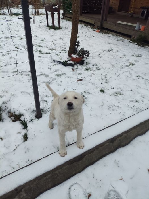 Віддам у добрі руки