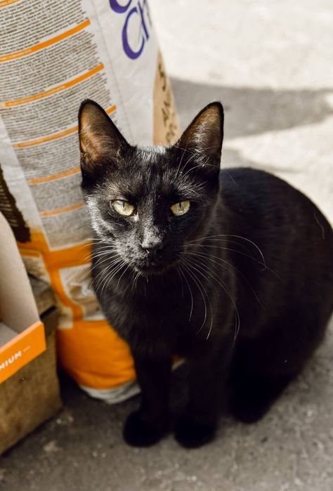 Отдам даром в добрые руки котиков и кошечек