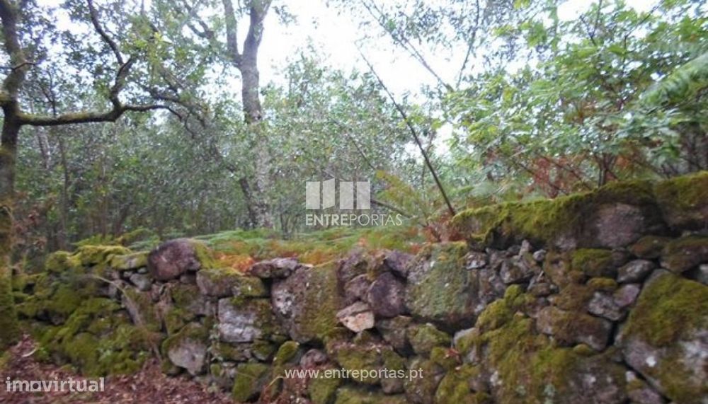 Terreno Florestal - Areosa — Areosa, Viana do Castelo