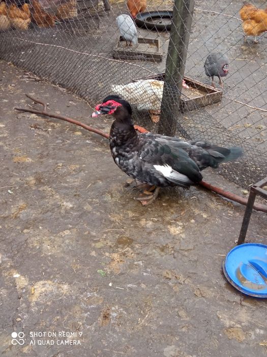 Індокачки, мускусные утки