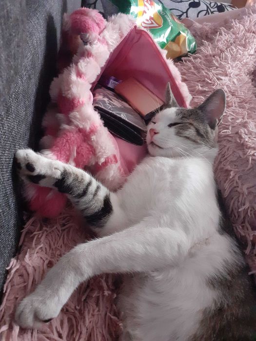 Zaginął kot Radom glinice