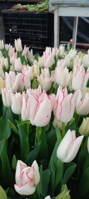 Тюльпан до свята 8 березня