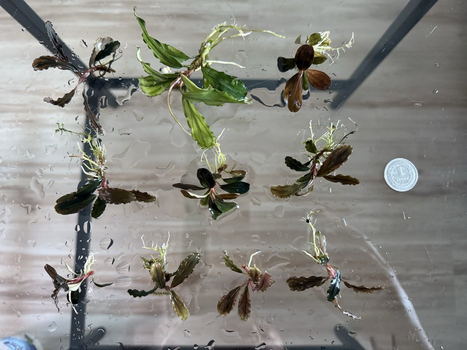 Bucephalandra 3 rodzaje 10 szt