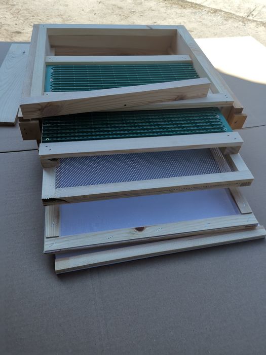 Dennica wielkopolska,