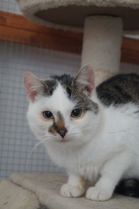Alek - młody kocurek do adopcji