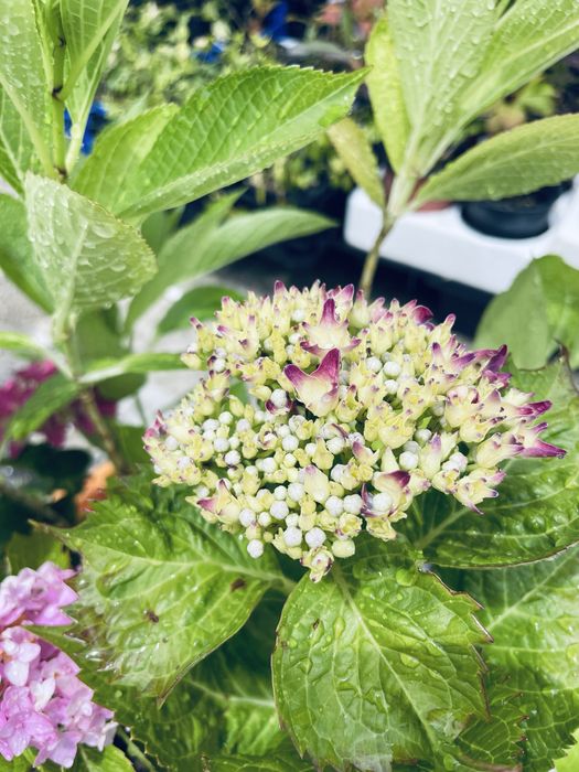 Hortensias box 12 unidades