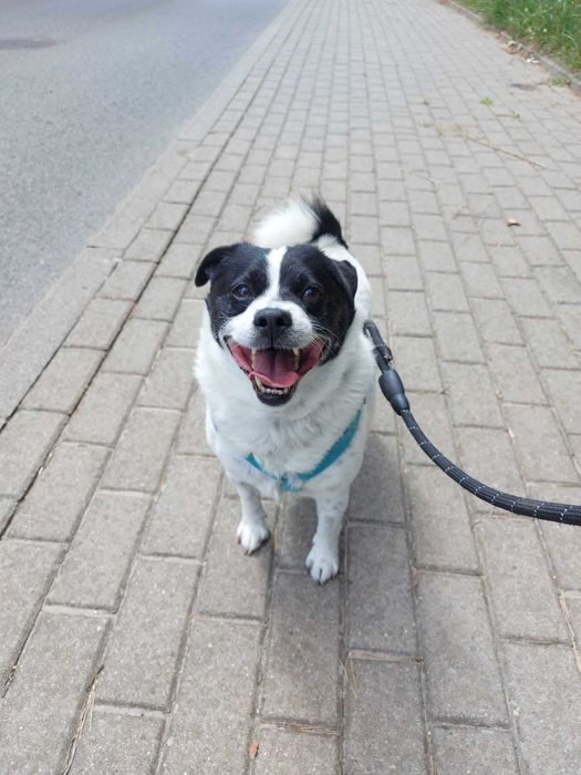 PULPET (MAJLO) - Schronisko dla Zwierząt w Ostródzie