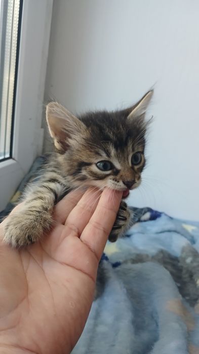Маленькая полосатая пушистая котёнок девочка ищет дом! Котята в хорошие руки!