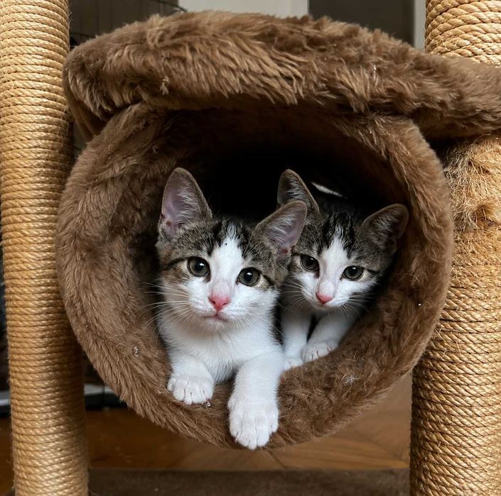 Kociaki, Braciaki, chłopcy - 12 tygodni, do wspólnej adopcji