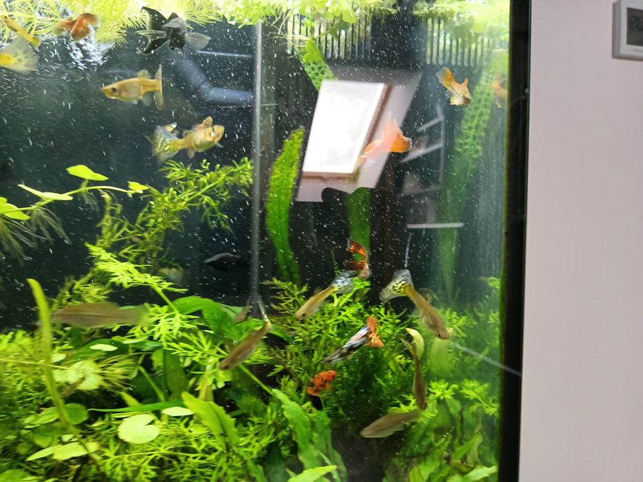 Narybek gupika pawie oczko