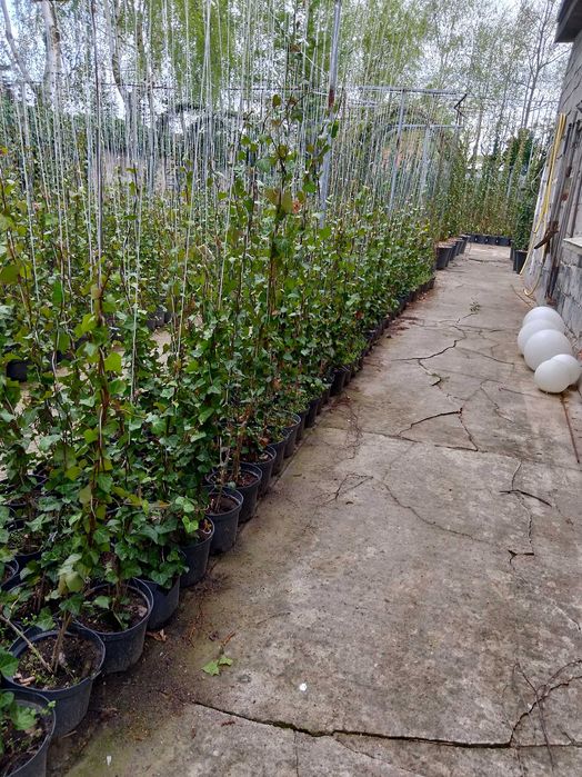 Bluszcz Hedera Hellix. pospolity, zimozielony, od 110 cm do 150 cm