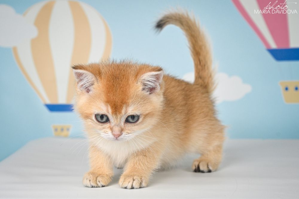 Золотая шиншила 3 месяца