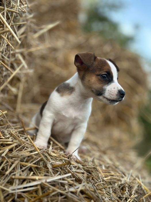 Jack Russell Terrier FCI samiec