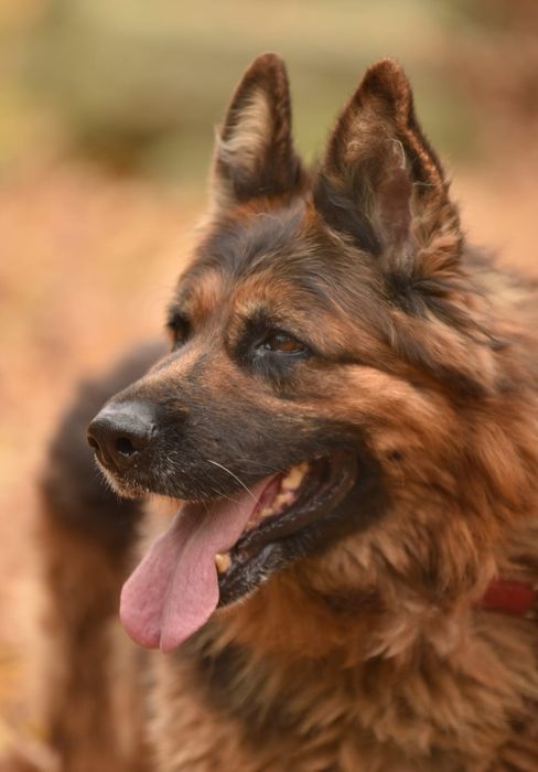 Duża suczka owczarek niemiecki do adopcji