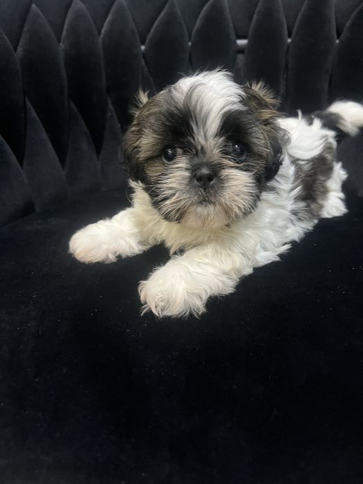 Shih tzu suczka tricolor