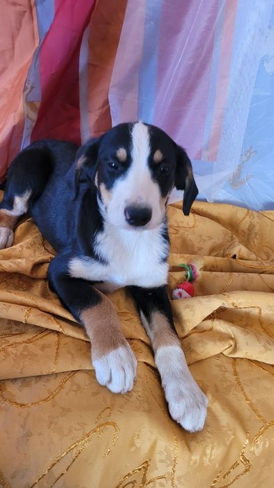 Щенки метисы от породистых родителей