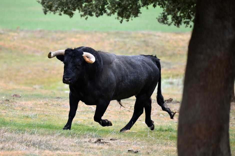 Skup bydła i cieląt GOTÓWKA