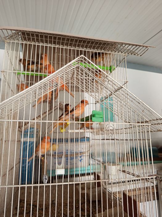 Canários de várias cores