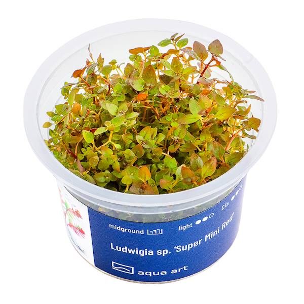 Ludwigia sp. Super Mini Red invitro MASSON