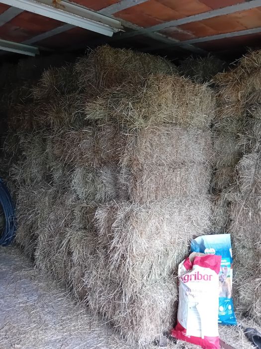 Azevém tradicional em fardo