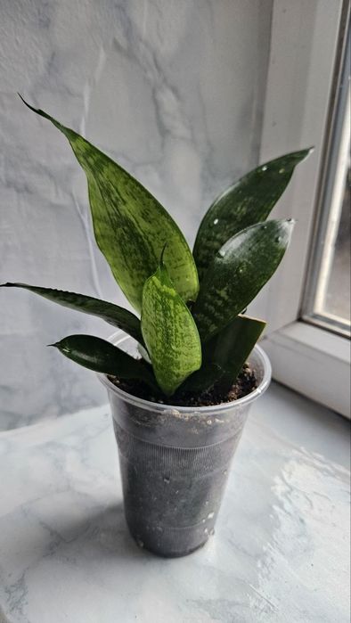 Sansevieria trifasciata Moonshine Reversion!