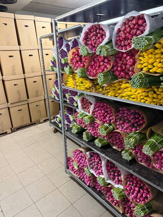 Тюльпан опт,оптом Україна , український ,місцевий . Голандія