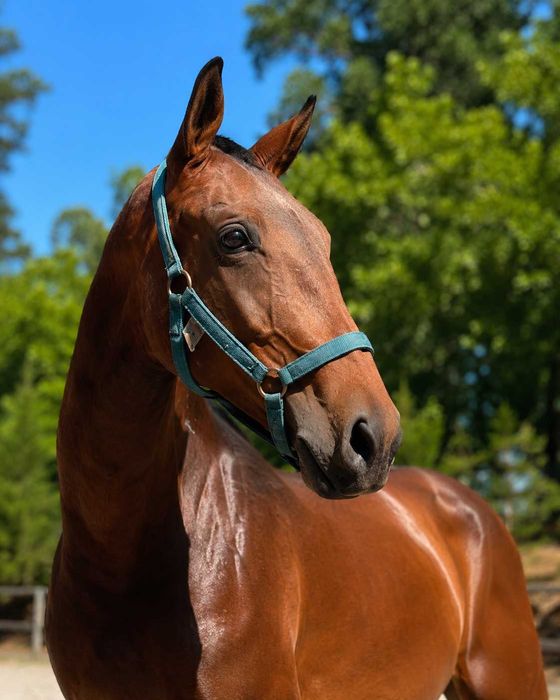 Poldro Lusitano filho de Lord Plus