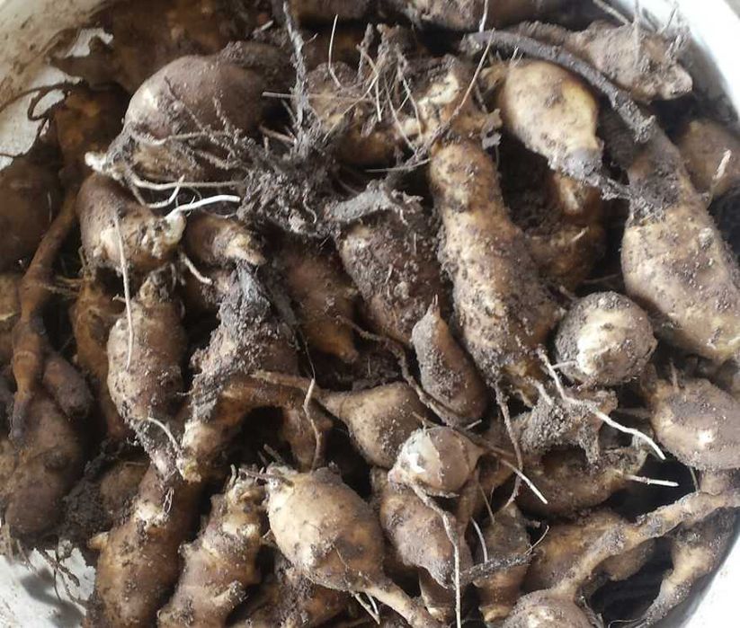 Topinambur/ słonecznik bulwiasty/ albik i rubik